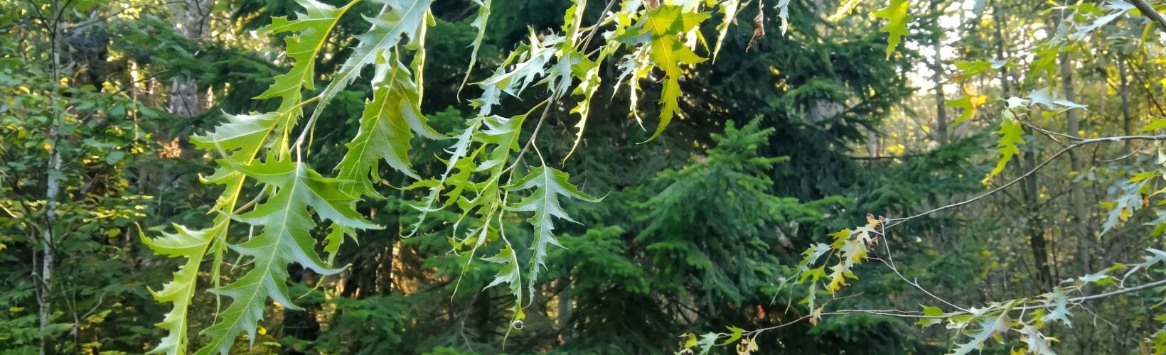 Знакомство с Карелией за 2 дня. Рускеала и Петрозаводск